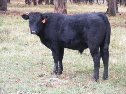 612 (53A) Horned Weaner Bull for Sale 2016