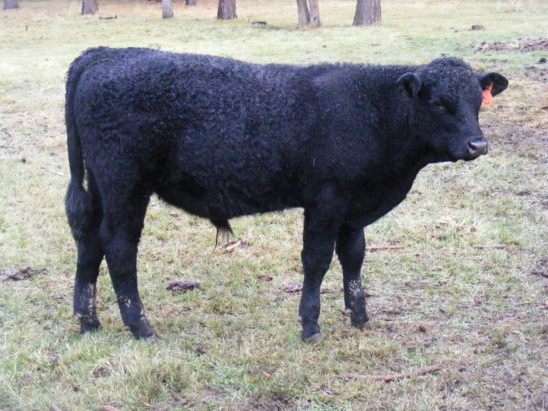 Herdsire 611 (93=)  Weaner Bull 2016