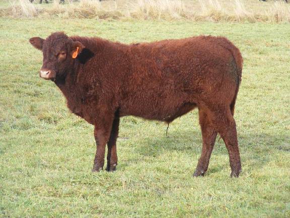 606 (108) Weaner Bull for Sale 2016