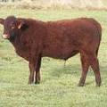 606 (108) Weaner Bull for Sale 2016