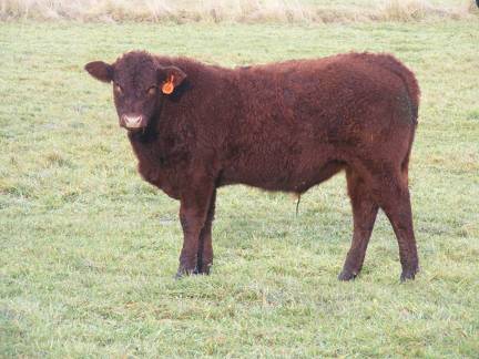 606 (108) Weaner Bull for Sale 2016