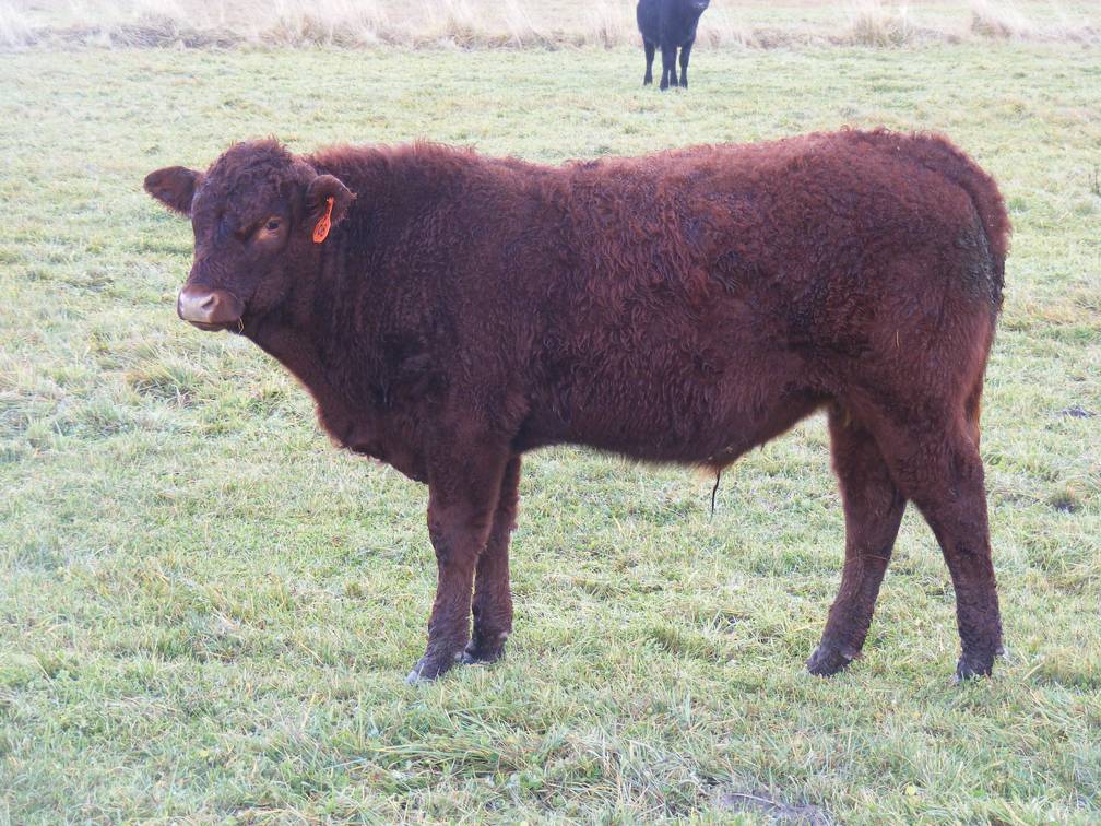 606 (108) Weaner Bull for Sale 2016