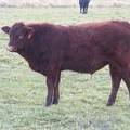 606 (108) Weaner Bull for Sale 2016