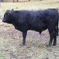 617 (166) Weaner Bull for Sale 2016