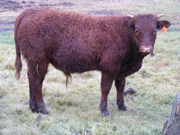 619 (283) Horned Weaner Bull for Sale 2016