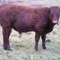 619 (283) Horned Weaner Bull for Sale 2016