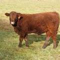 624 (369) Weaner Bull for Sale 2016