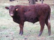 2016 Yearling Bull 460