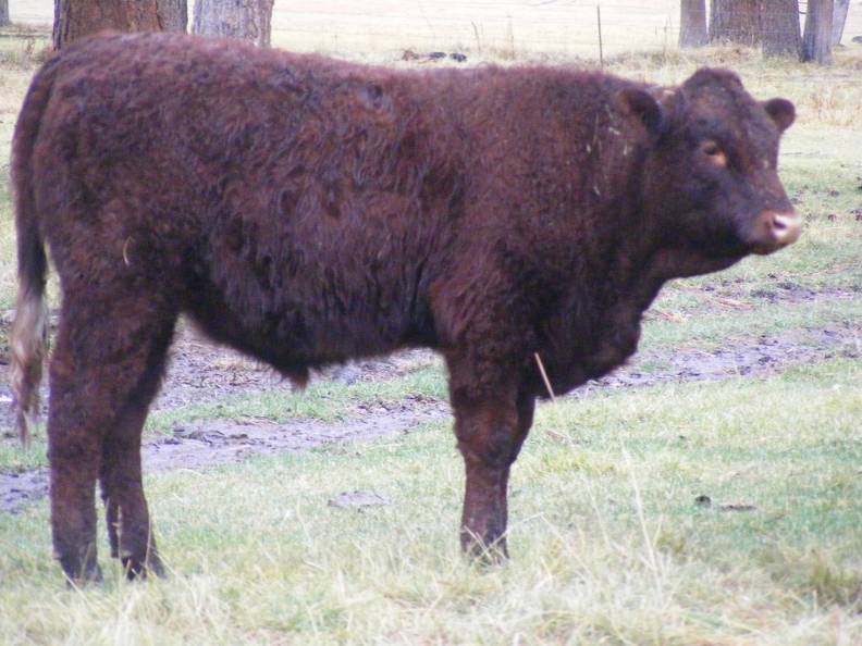 2016 Yearling Bull 460