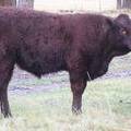 2016 Yearling Bull 460