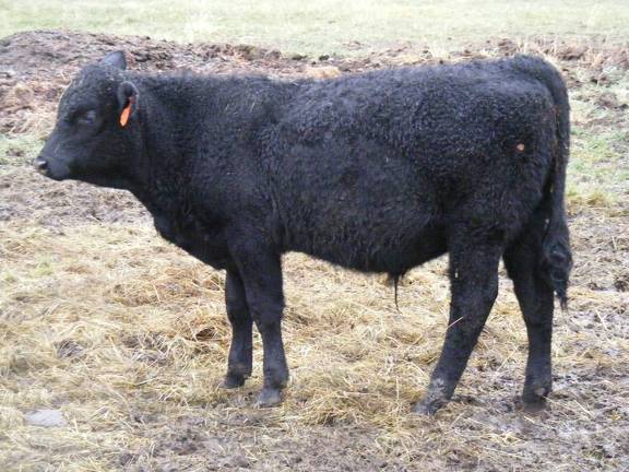 627 (462) Weaner Bull for Sale 2016