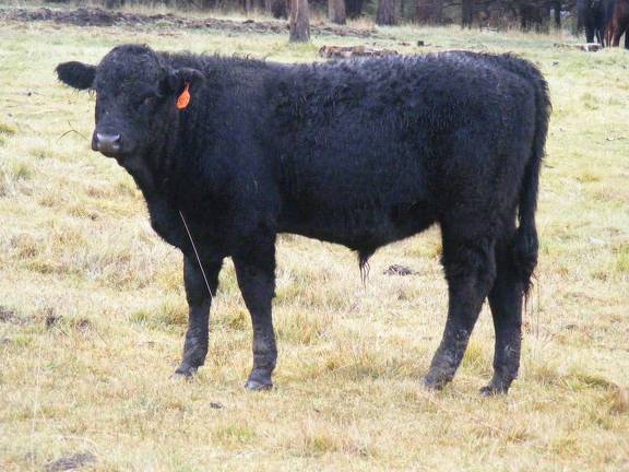 SOLD 610 (507) Weaner Bull for Sale 2016