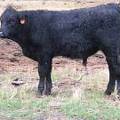 Herdsire 629 (556) Weaner Bull 2016