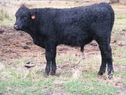 Herdsire 629 (556) Weaner Bull 2016