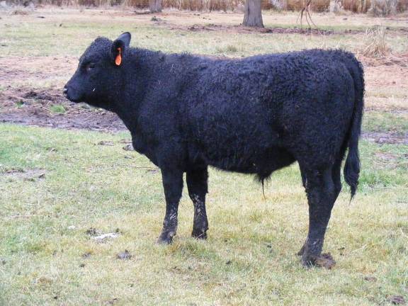 SOLD 602 (567) Weaner Bull for Sale 2016