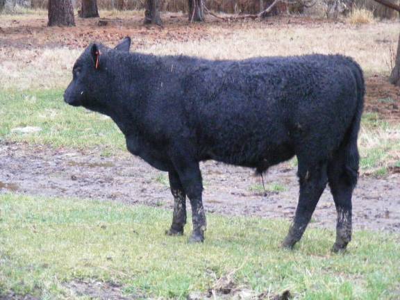 SOLD 602 (567) Weaner Bull for Sale 2016