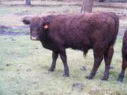 603 (582) Weaner Bull for Sale 2016