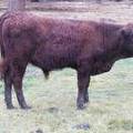 603 (582) Weaner Bull for Sale 2016