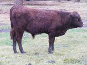 603 (582) Weaner Bull for Sale 2016