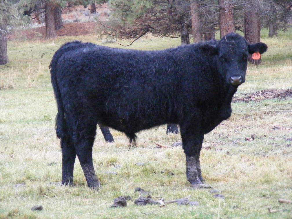 SOLD 2016 Yearling Bull 617