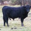 SOLD 2016 Yearling Bull 617