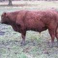 SOLD 2016 Yearling Bull 646