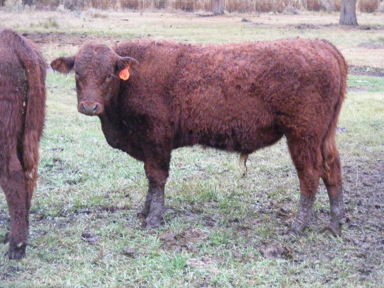 SOLD 2016 Yearling Bull 646