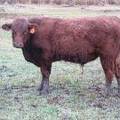 SOLD 2016 Yearling Bull 646