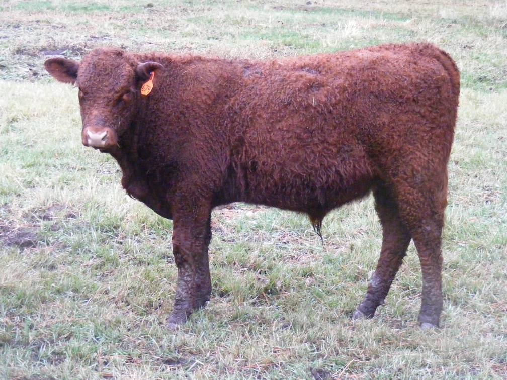 626 (674) Weaner Bull for Sale 2016