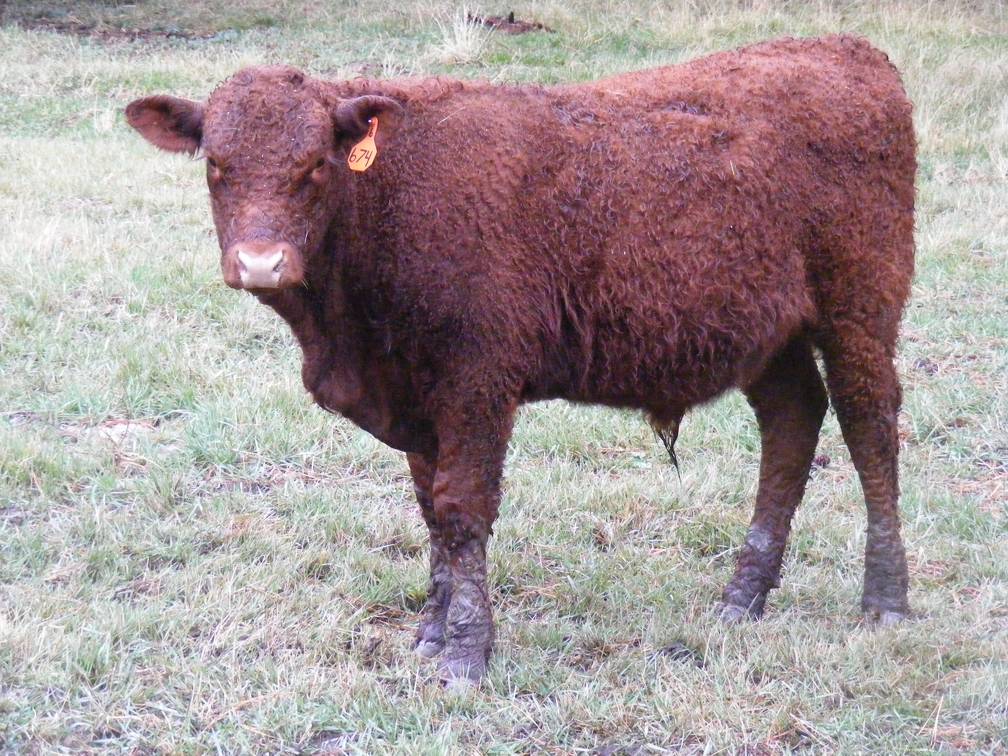 626 (674) Weaner Bull for Sale 2016