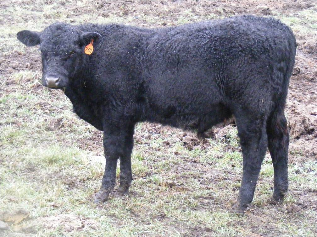 Herdsire 625 (701) Weaner Bull 2016