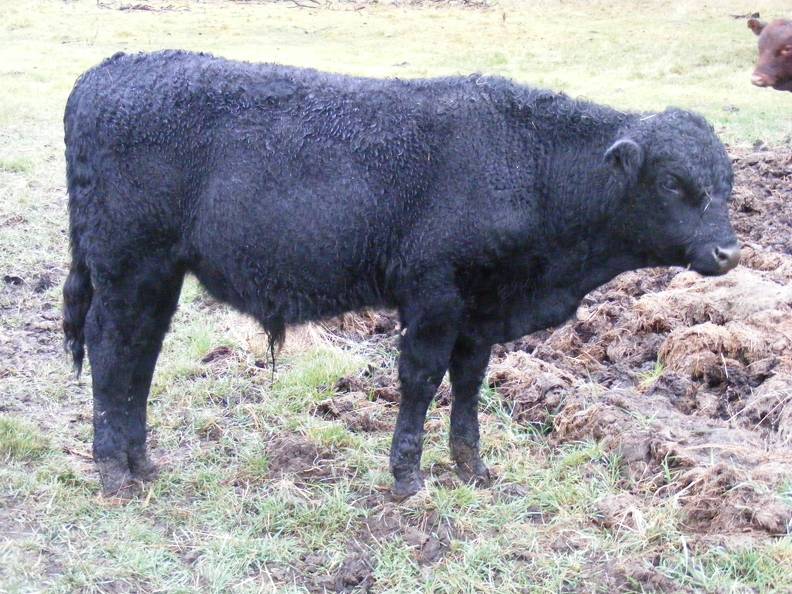 Herdsire 625 (701) Weaner Bull 2016