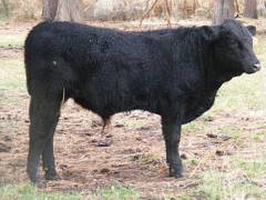 SOLD 609 (724) Weaner Bull for Sale 2016