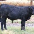 SOLD 623 (735) Weaner Bull for Sale 2016