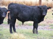 SOLD 623 (735) Weaner Bull for Sale 2016