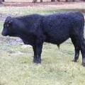 618 (737) Weaner Bull for Sale 2016