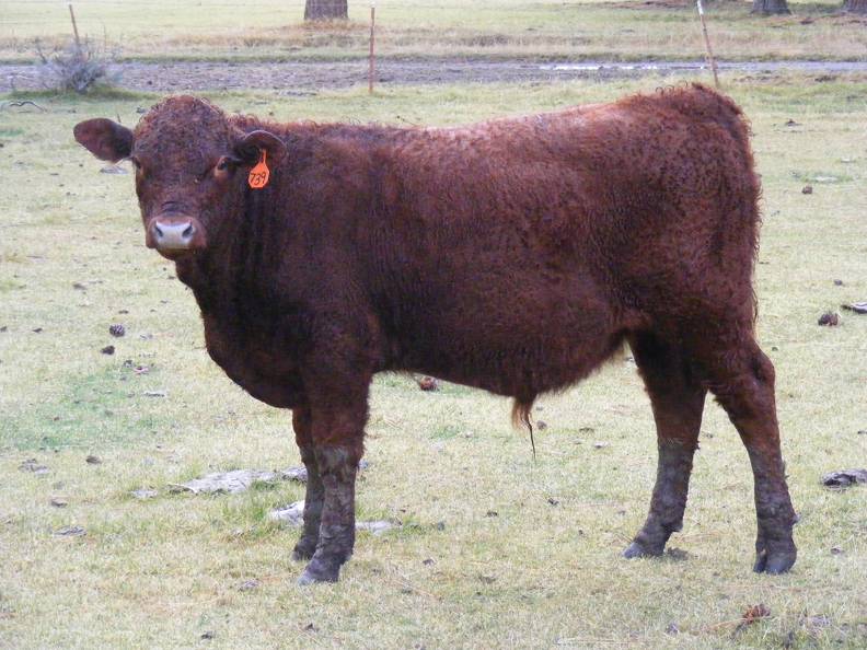 628 (739) Weaner Bull for Sale 2016