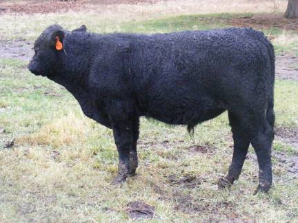 SOLD 2016 Yearling Bull 773