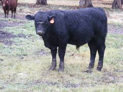 SOLD 2016 Yearling Bull 773