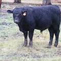 SOLD 2016 Yearling Bull 773