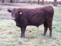 613 (833) Weaner Bull for Sale 2016