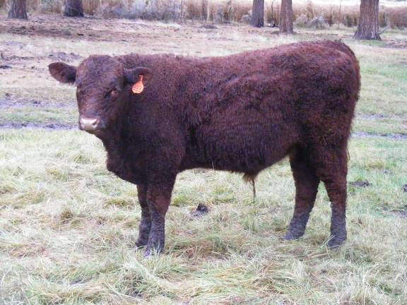 613 (833) Weaner Bull for Sale 2016