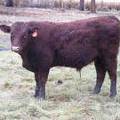 613 (833) Weaner Bull for Sale 2016