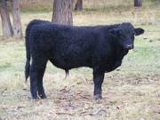 SOLD 608 (857)  Weaner Bull for Sale 2016