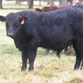 SOLD 2016 Yearling Bull 871