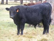 SOLD 2016 Yearling Bull 871