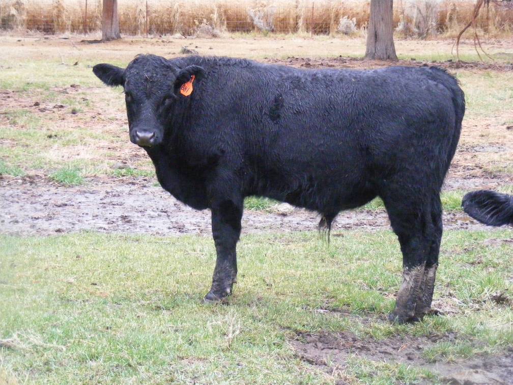 620 (881) Weaner Bull for Sale 2016