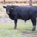 620 (881) Weaner Bull for Sale 2016