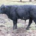 SOLD 2016 Yearling Bull 974