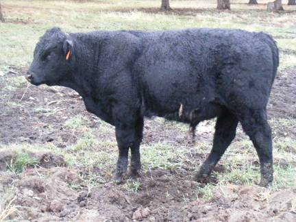 SOLD 2016 Yearling Bull 974